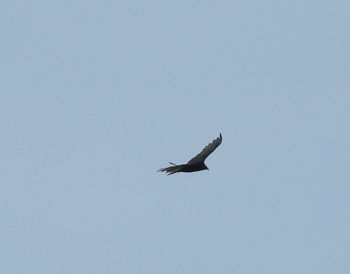 Turkey Vulture - ML113458551