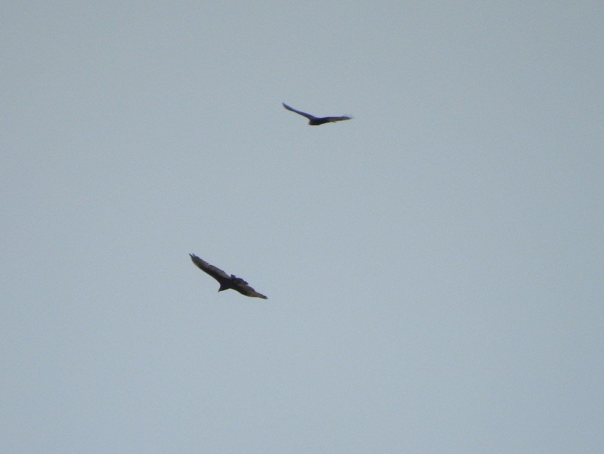 Turkey Vulture - ML113458571