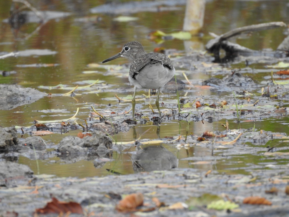 Solitary Sandpiper - ML113458581