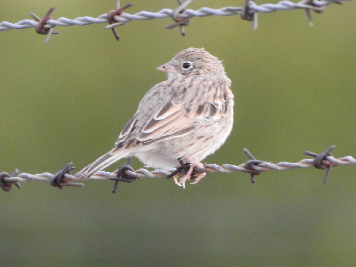 Vesper Sparrow - ML113458631