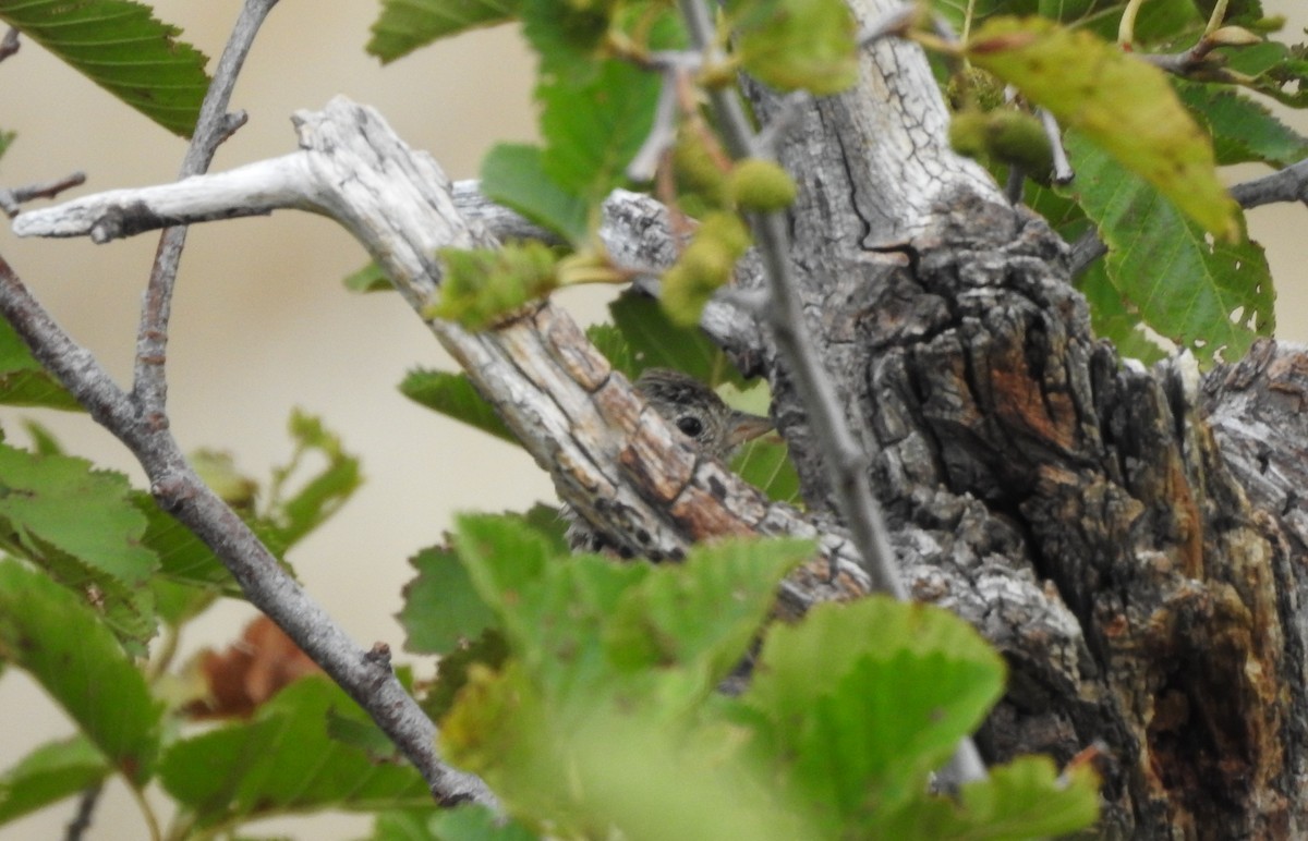 Vesper Sparrow - ML113458651