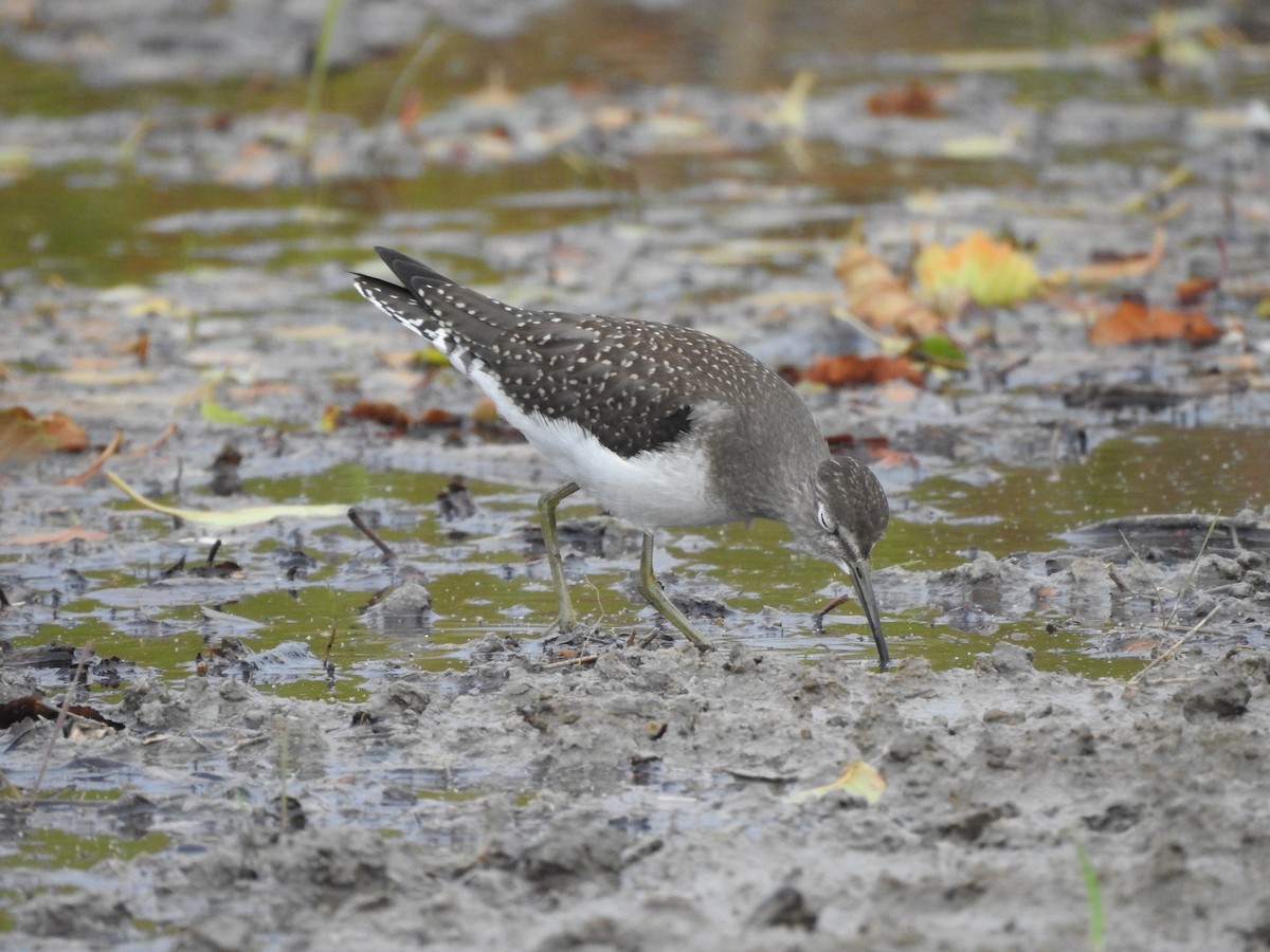 Solitary Sandpiper - ML113458681