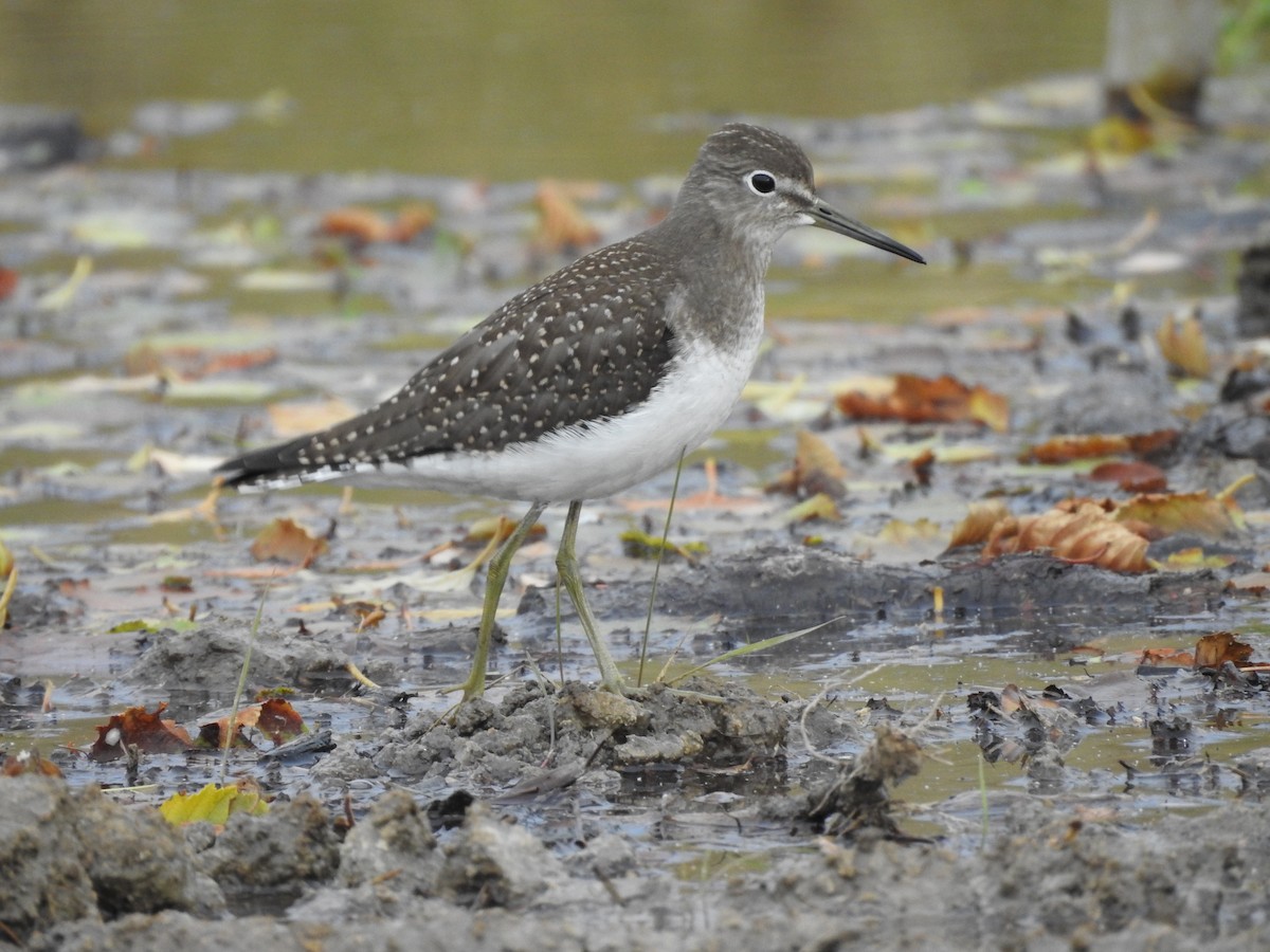 Solitary Sandpiper - ML113458701