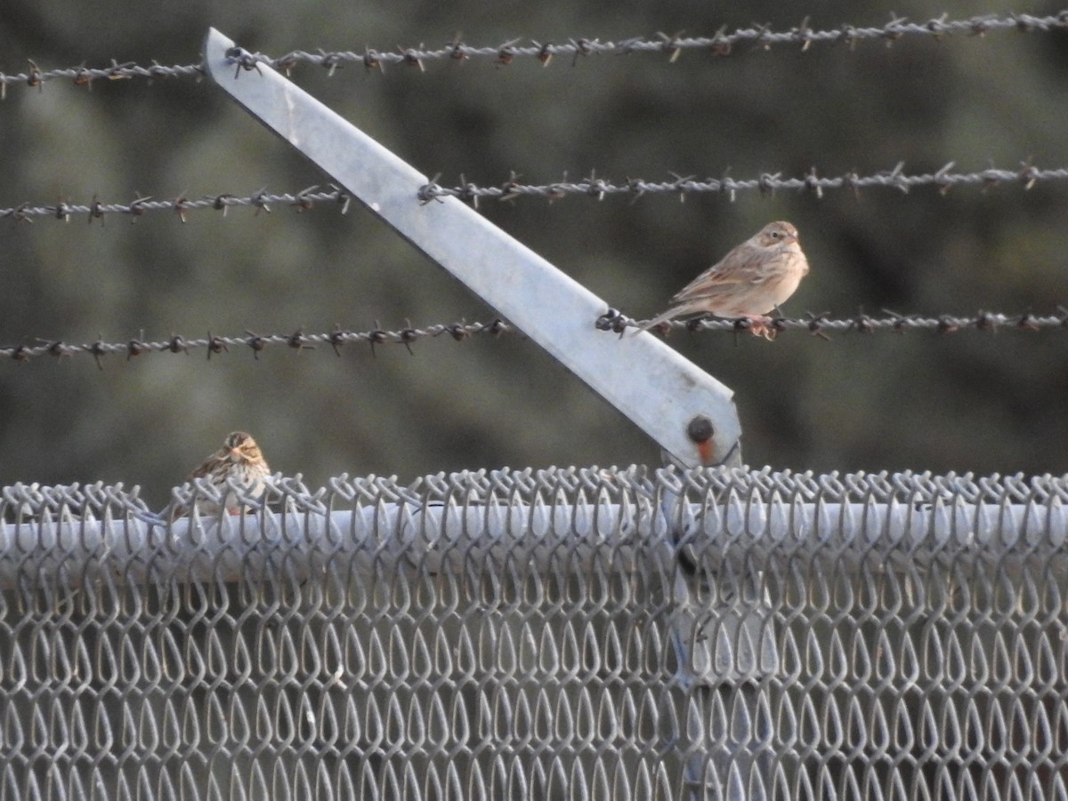 Vesper Sparrow - ML113458731