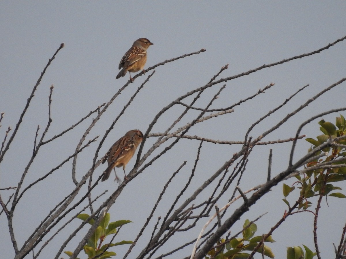 White-crowned Sparrow - ML113458751