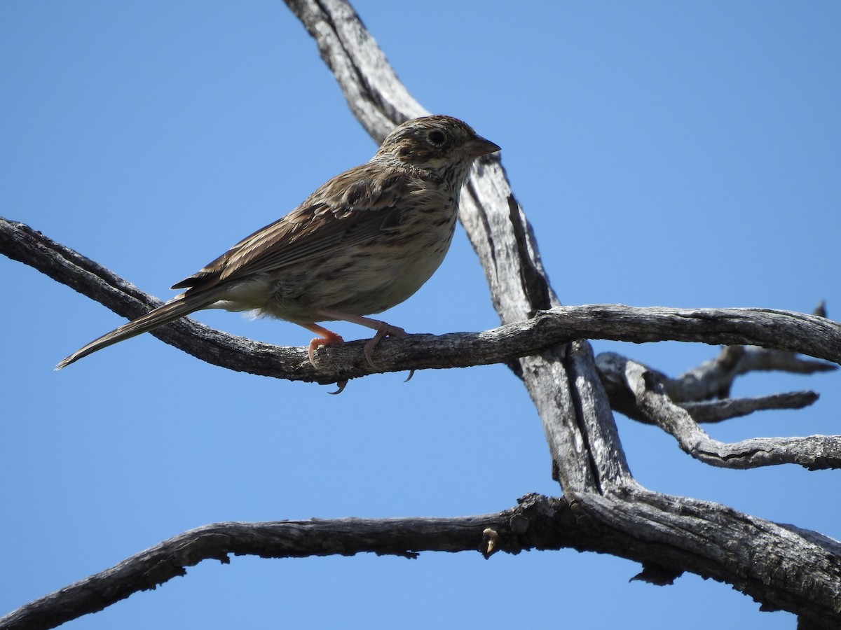 Vesper Sparrow - ML113458791