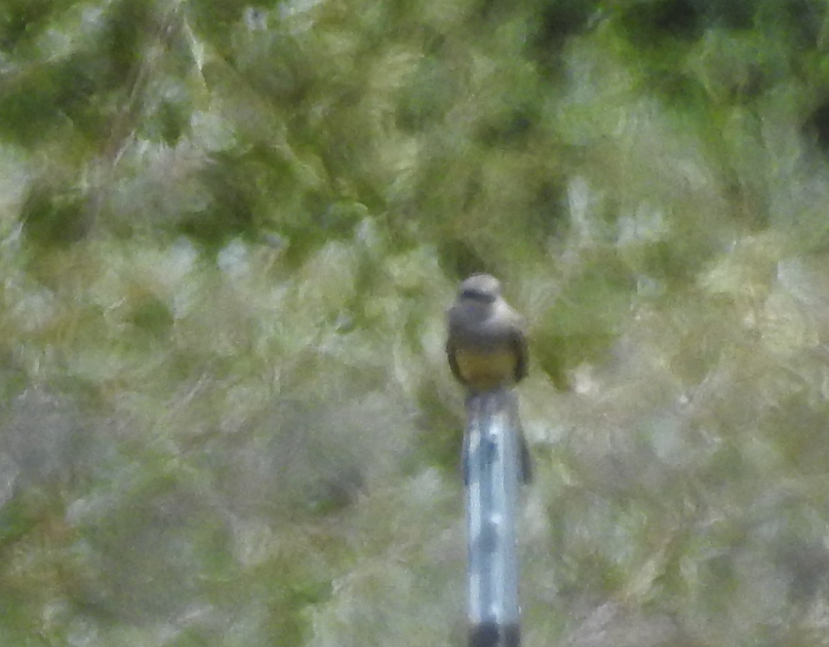 Western Kingbird - ML113458871