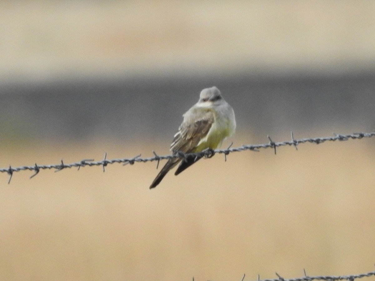 Western Kingbird - ML113458901