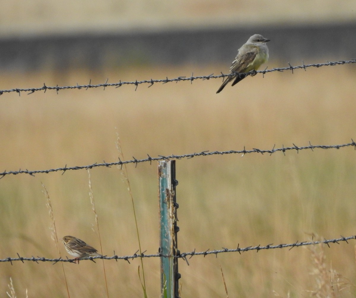 Western Kingbird - ML113458911