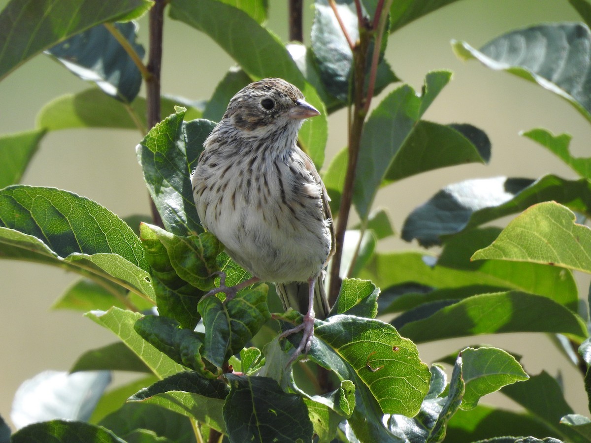 Vesper Sparrow - ML113458921