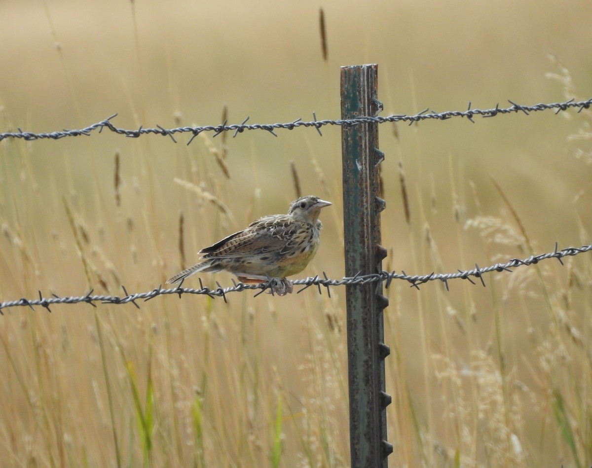 Western Meadowlark - ML113458961