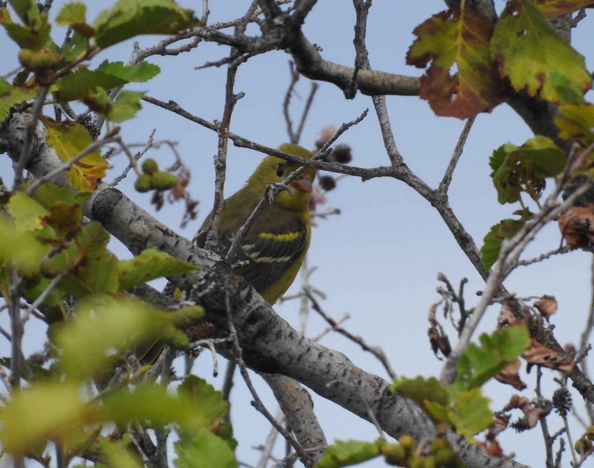 Western Tanager - Shane Sater