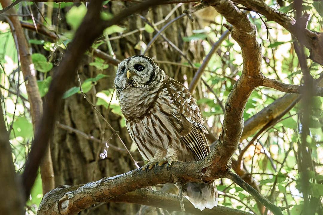 Barred Owl - ML113459511