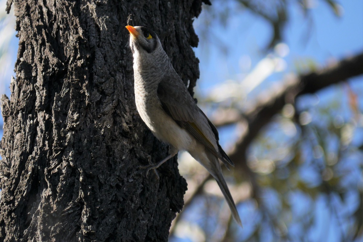 Noisy Miner - ML113462721