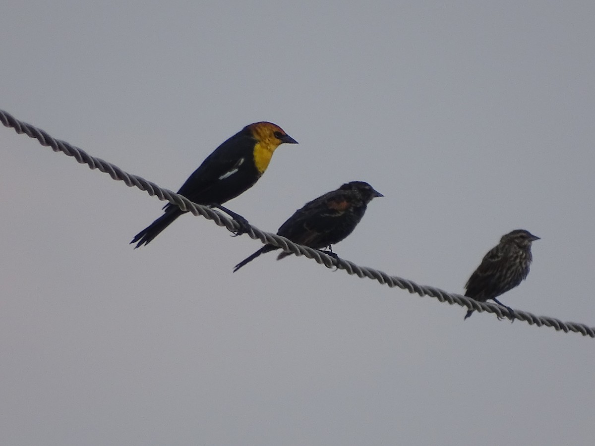 Yellow-headed Blackbird - Shey Claflin