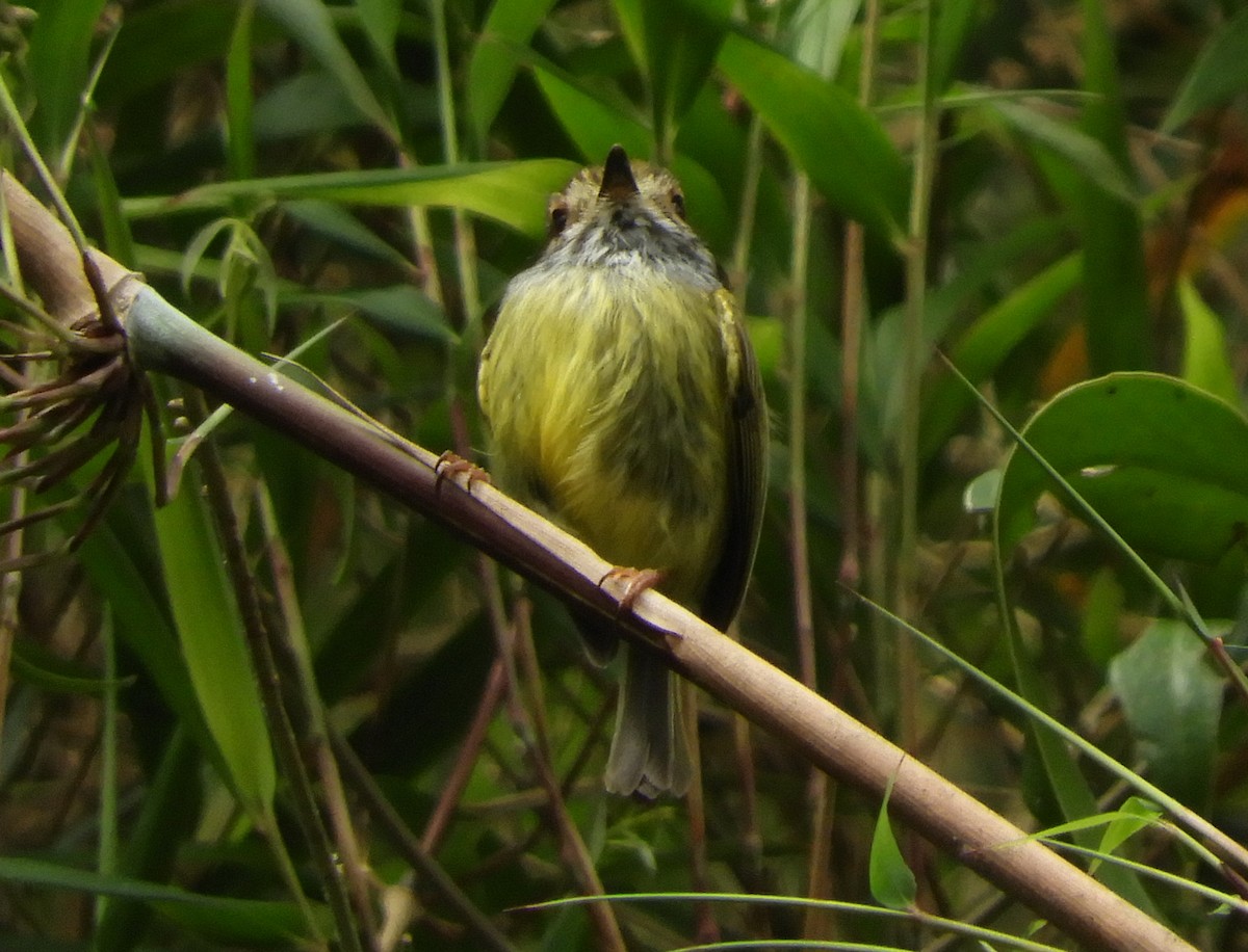 Eared Pygmy-Tyrant - ML113464161