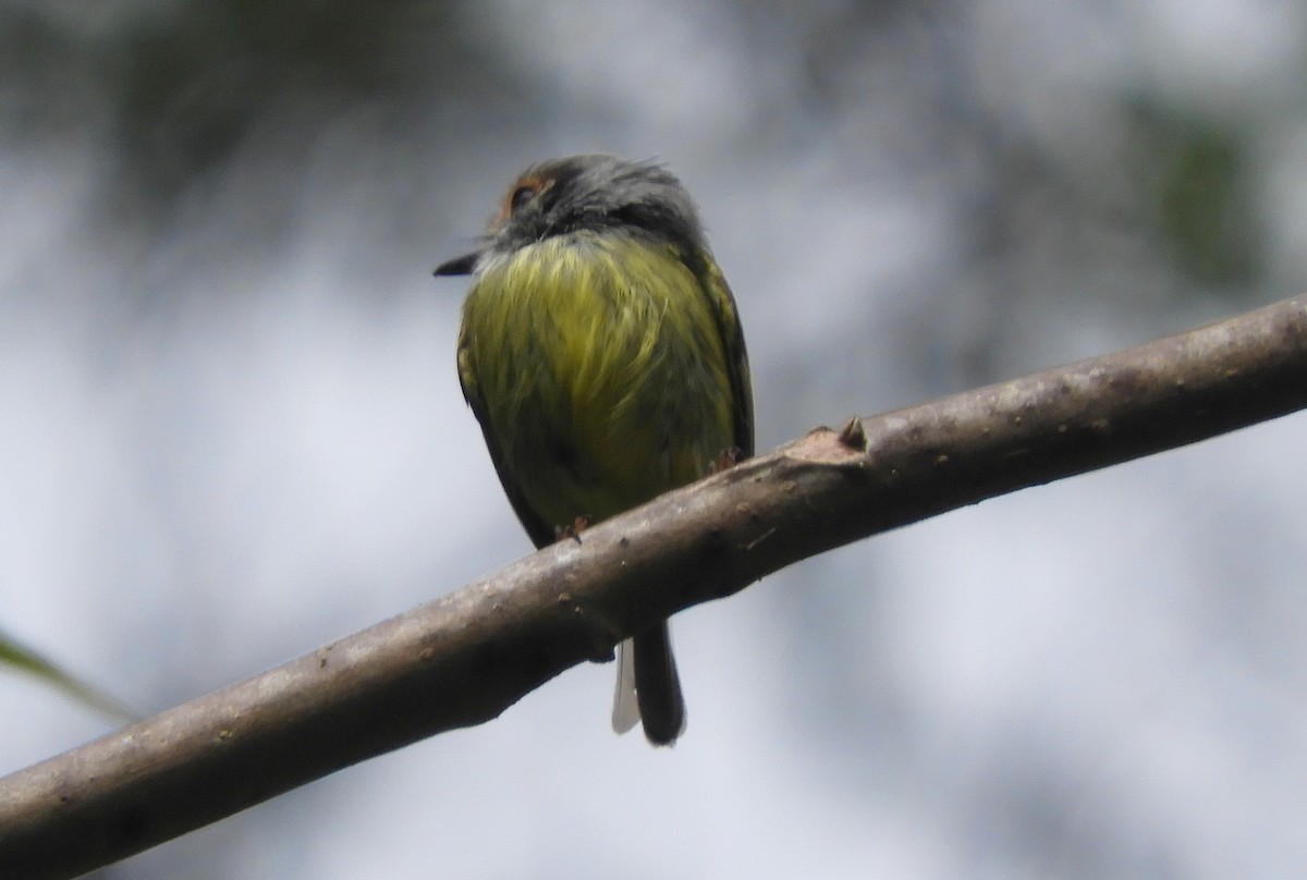 Eared Pygmy-Tyrant - ML113464181