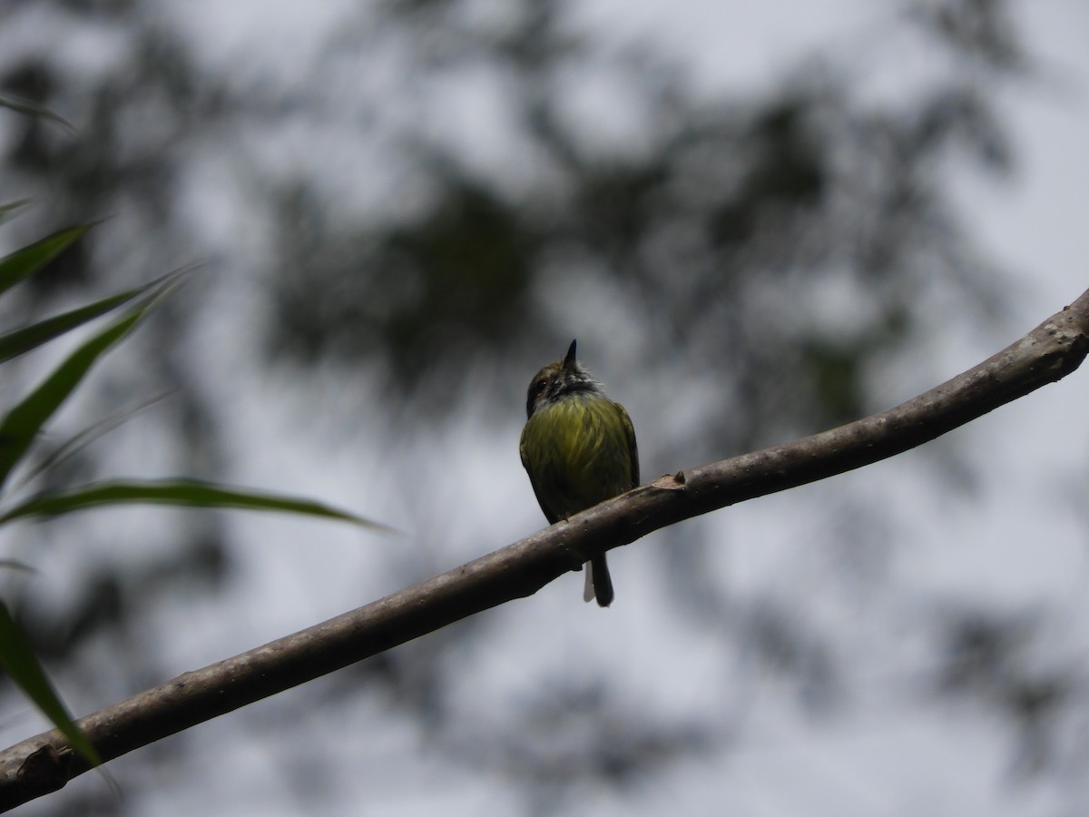 Eared Pygmy-Tyrant - ML113464271