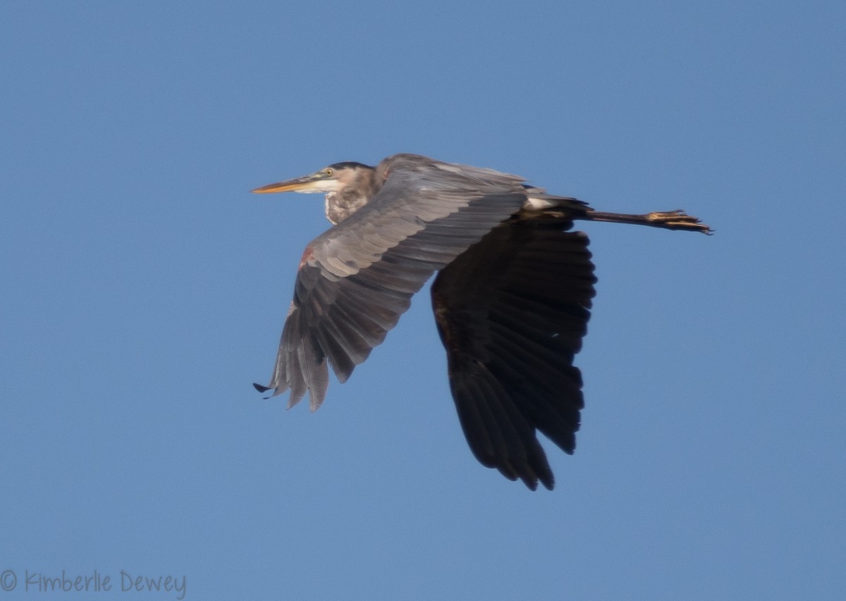 Garza Azulada - ML113464701