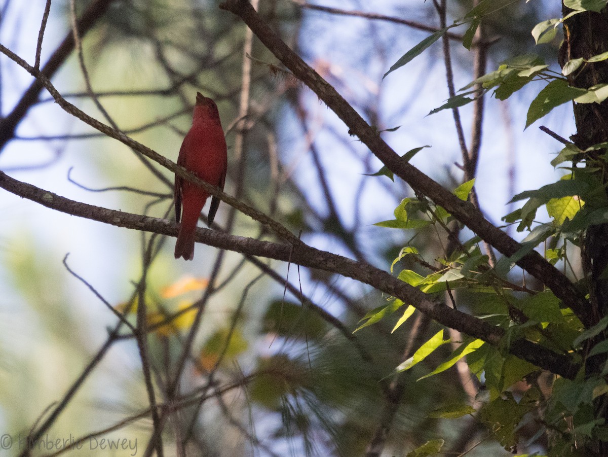 Summer Tanager - ML113464871