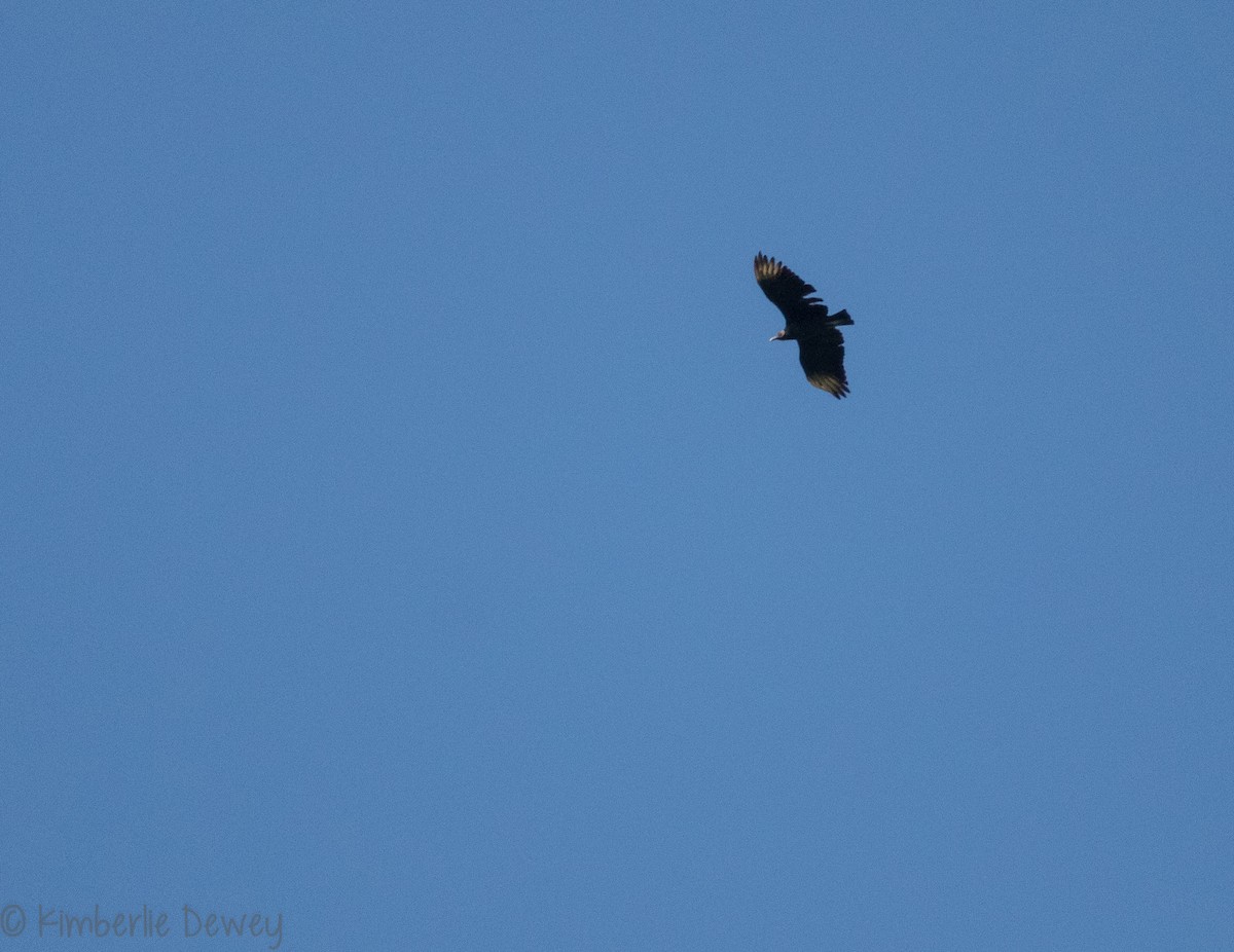 Black Vulture - ML113464881