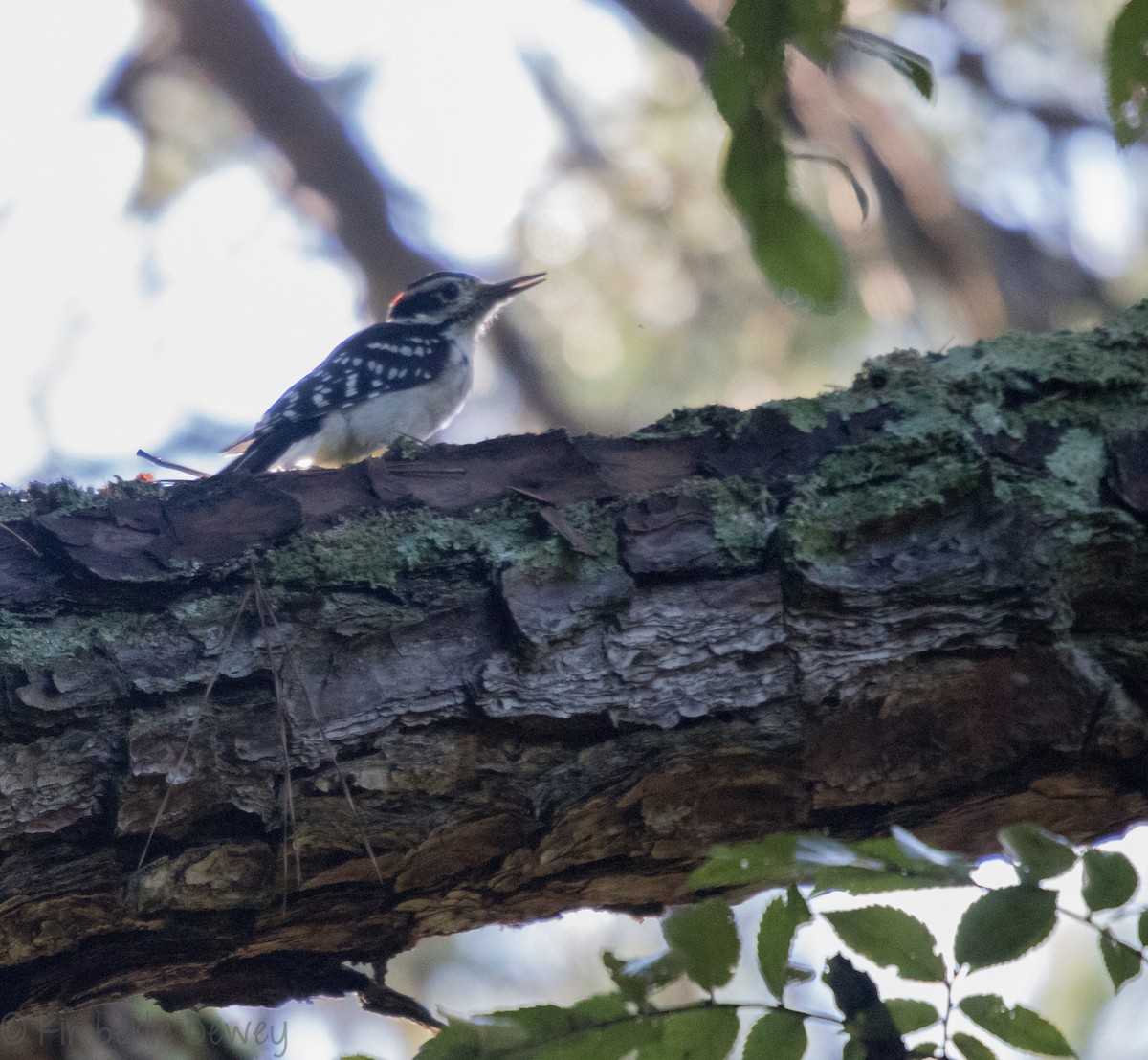 Hairy Woodpecker - ML113465001