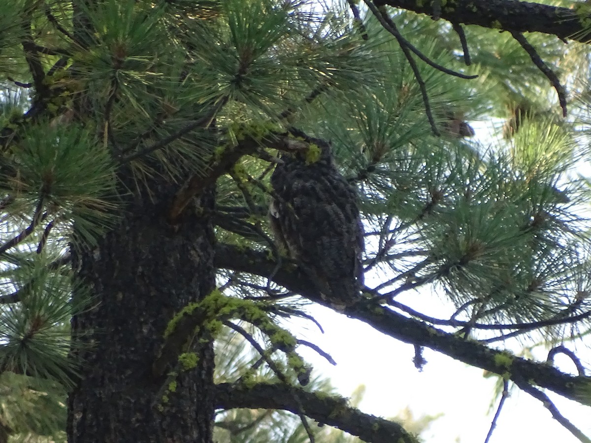 Great Horned Owl - ML113465011
