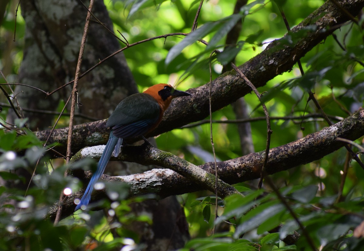 Rufous Motmot - Neil Gilbert