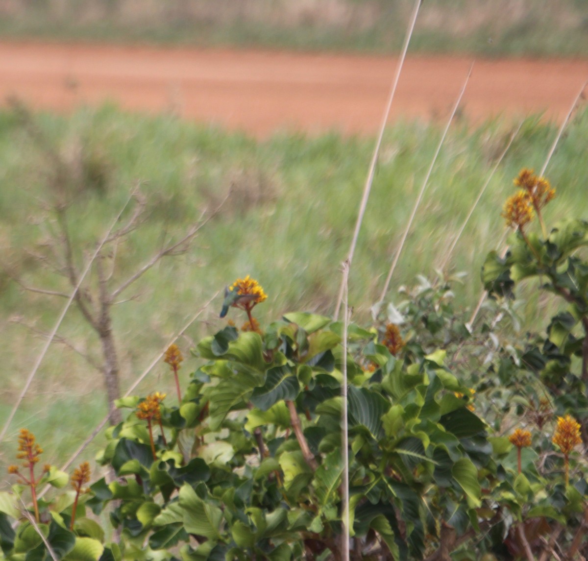 Colibrí Golondrina - ML113465711