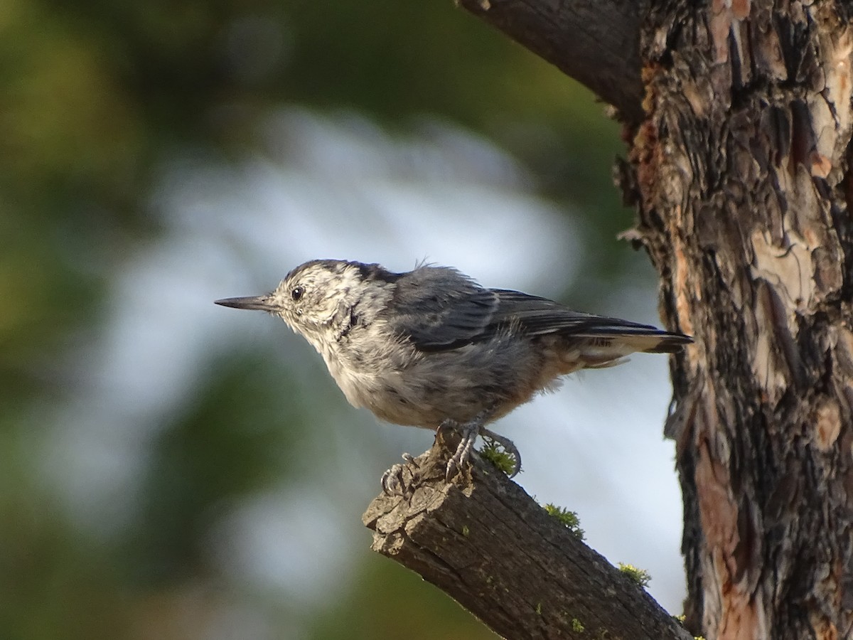 White-breasted Nuthatch (Interior West) - ML113465951