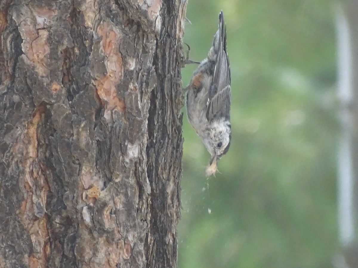 White-breasted Nuthatch (Interior West) - Shey Claflin