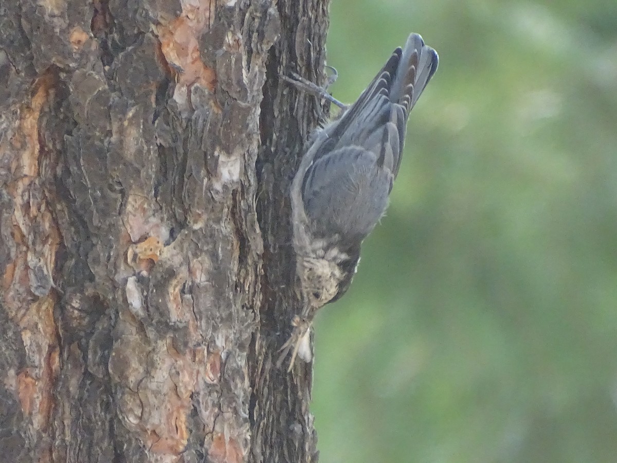 White-breasted Nuthatch (Interior West) - ML113466281