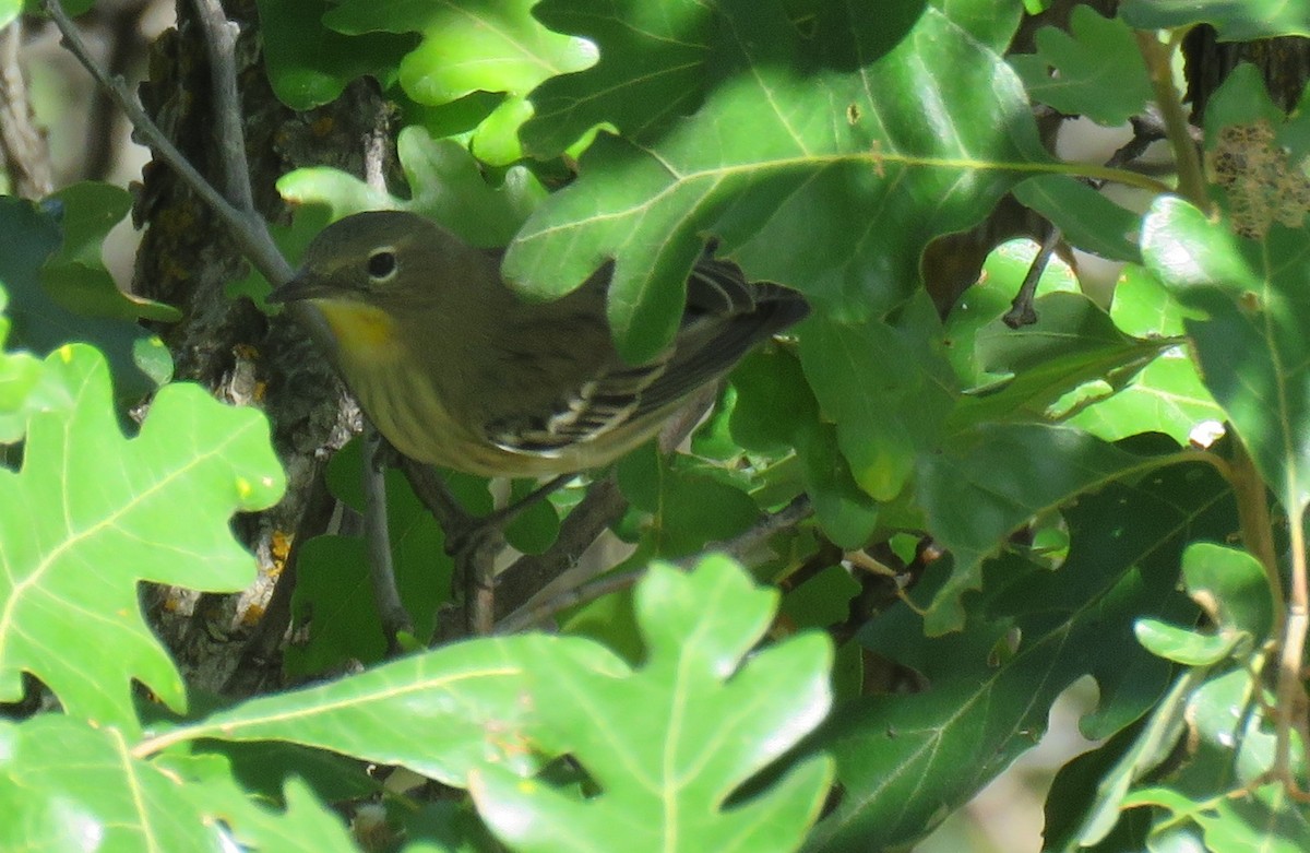 Yellow-rumped Warbler (Audubon's) - ML113466571