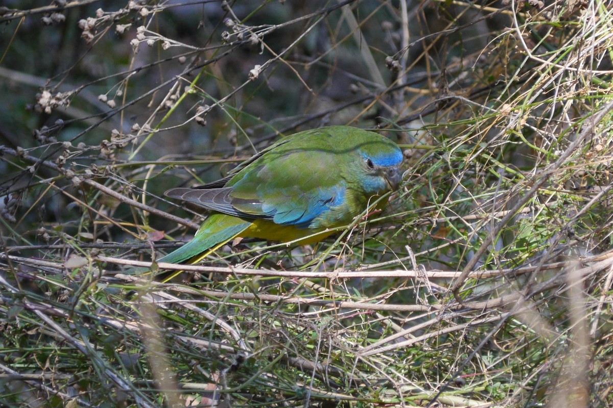 Turquoise Parrot - ML113466701
