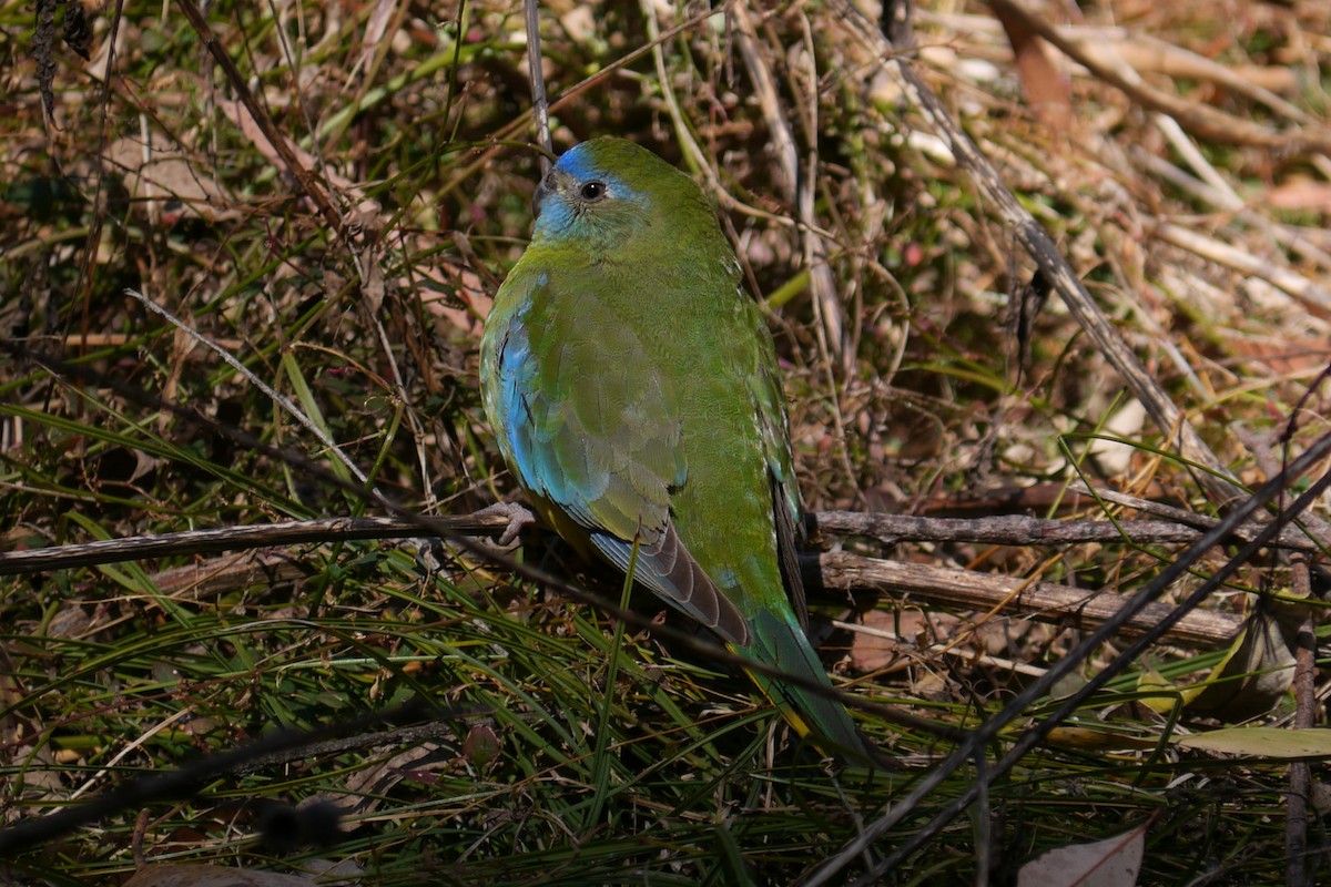 Turquoise Parrot - ML113466711