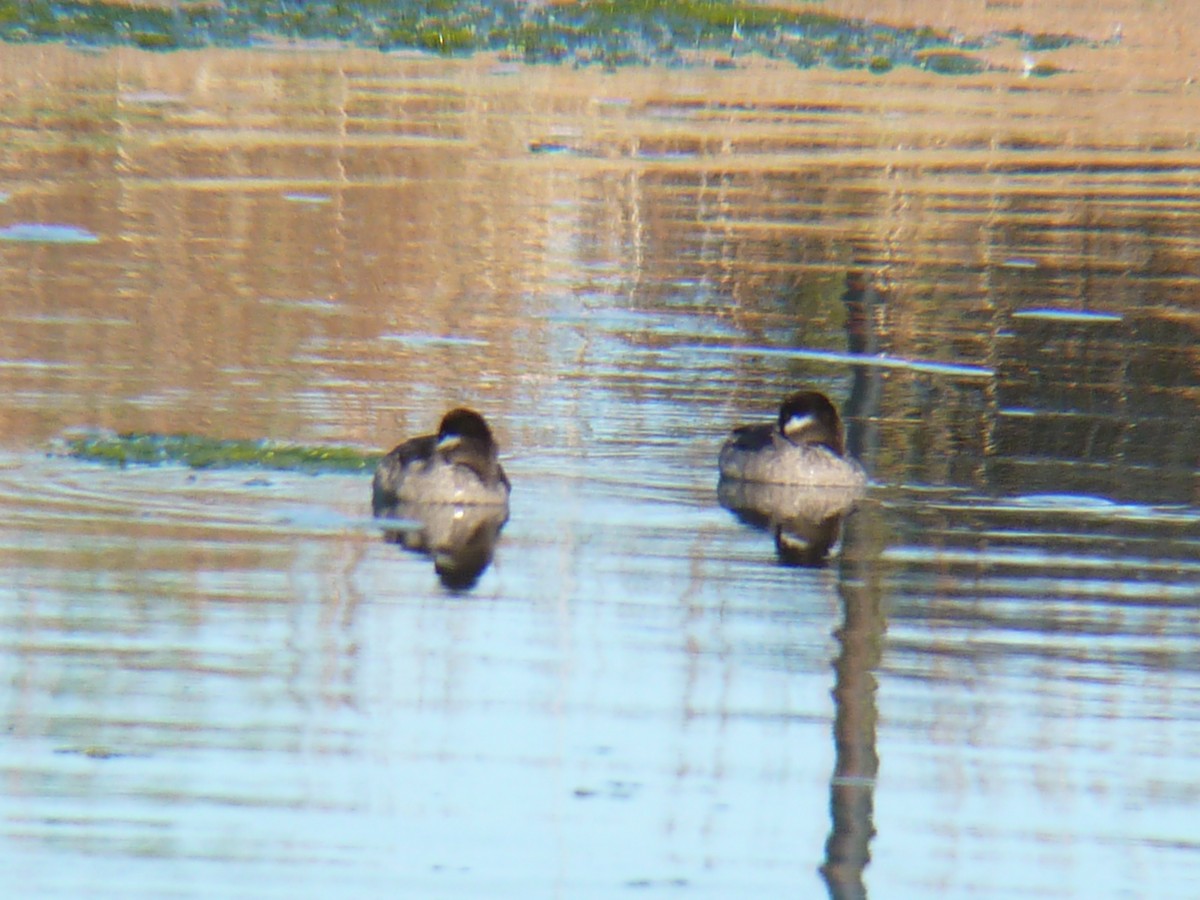 Bufflehead - ML113467591