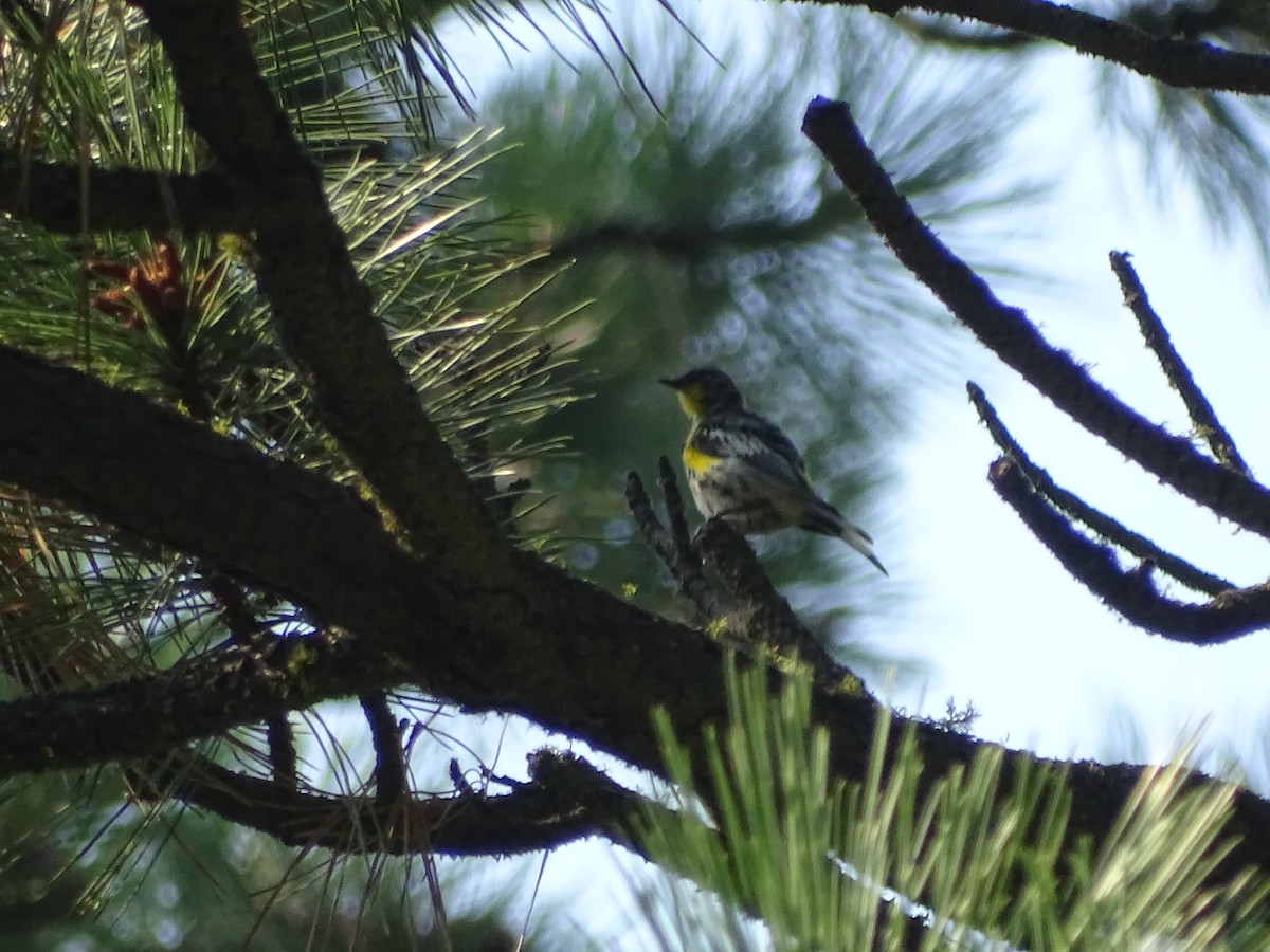 Yellow-rumped Warbler (Audubon's) - ML113467721