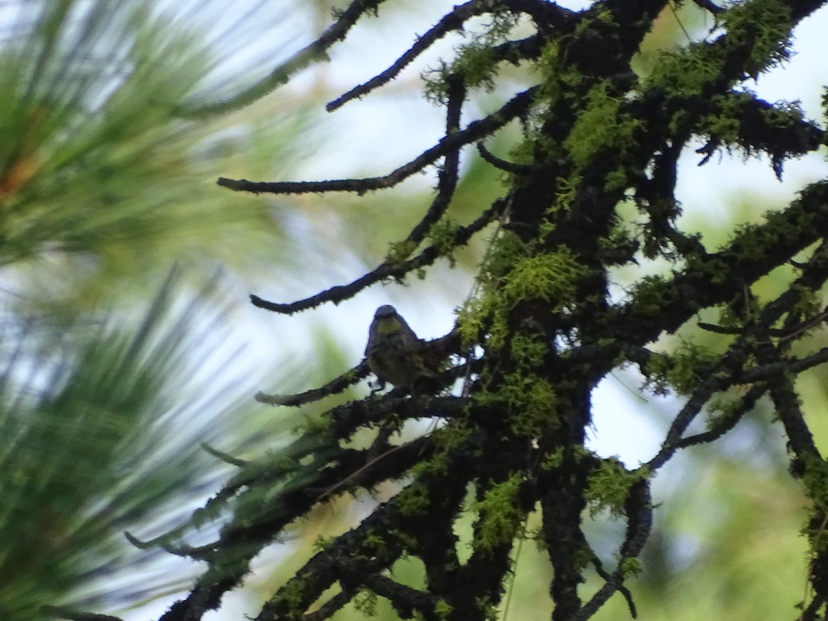 Yellow-rumped Warbler (Audubon's) - ML113467761