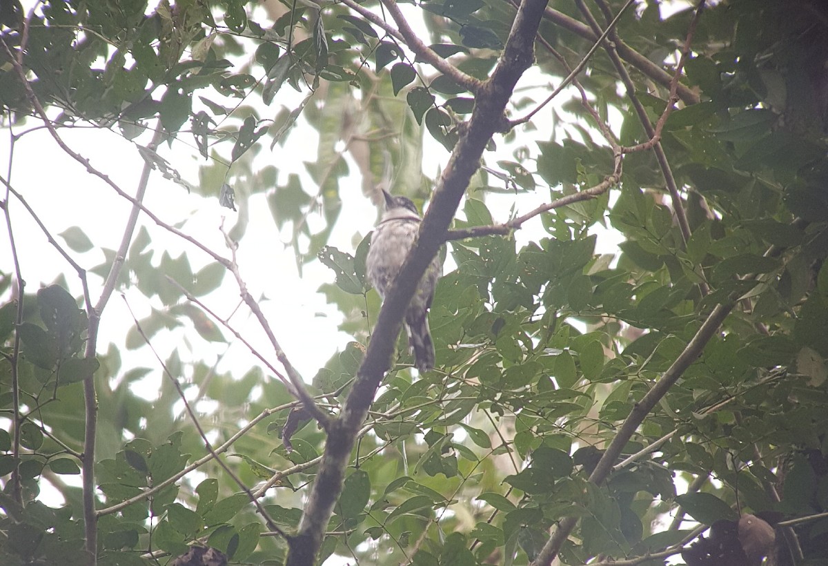 Pied Puffbird - ML113469971