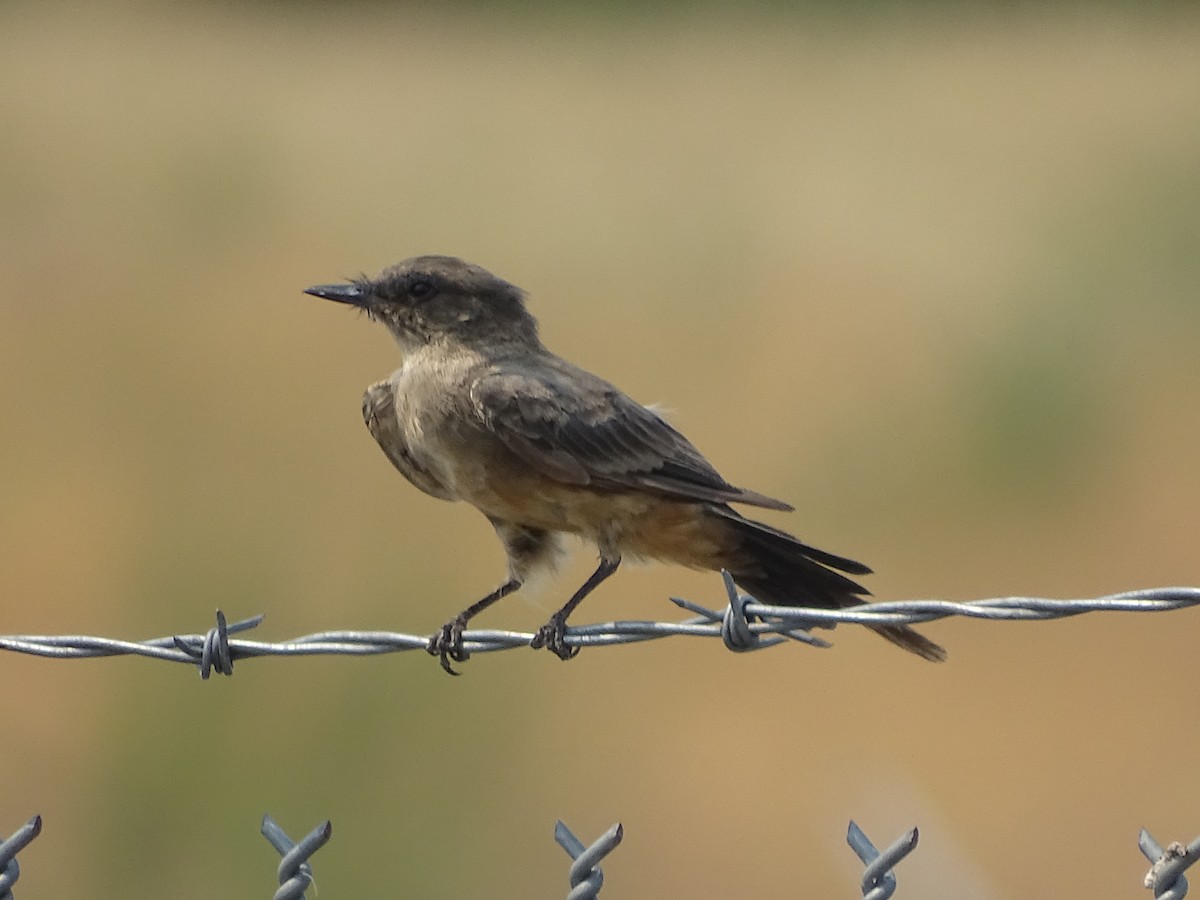 Say's Phoebe - Shey Claflin