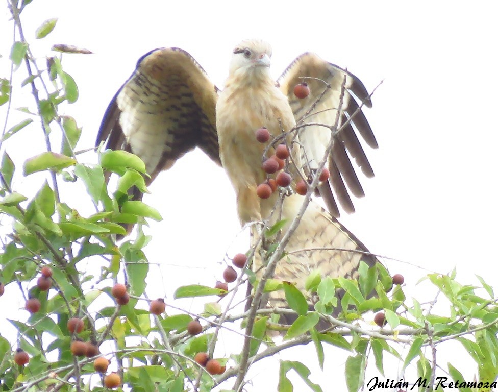 Yellow-headed Caracara - ML113473091