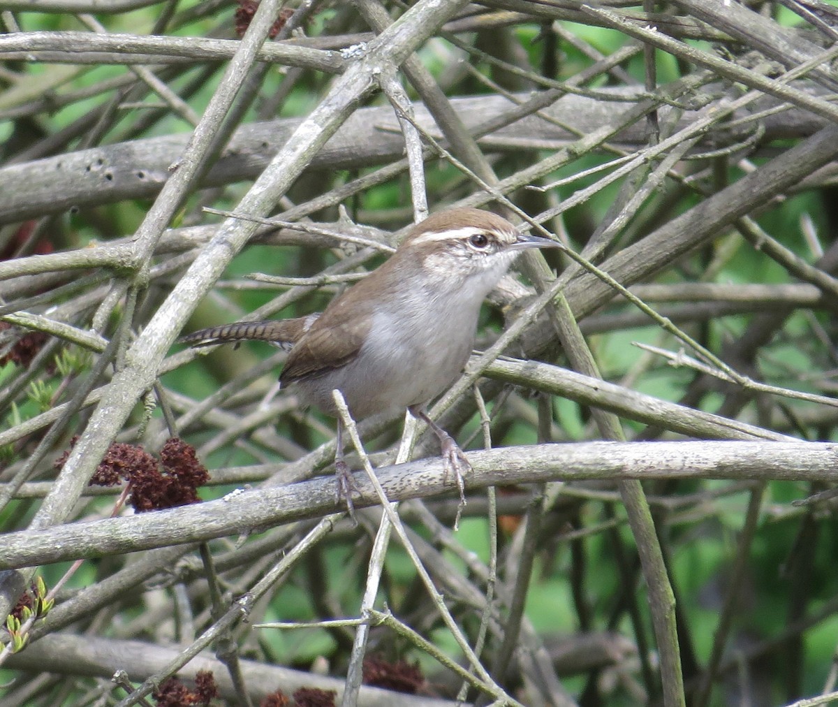 Bewick's Wren - Thomas Wurster