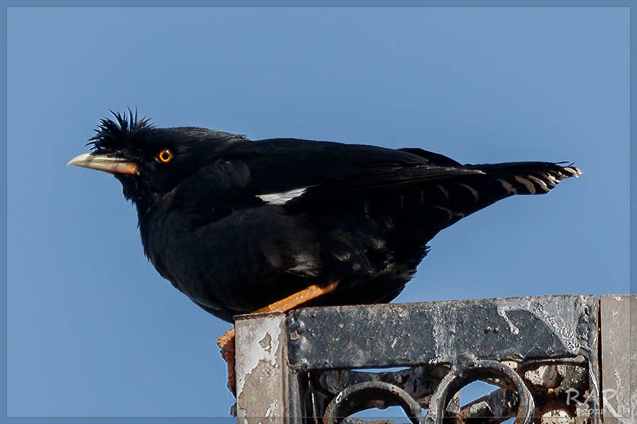 Crested Myna - ML113473641