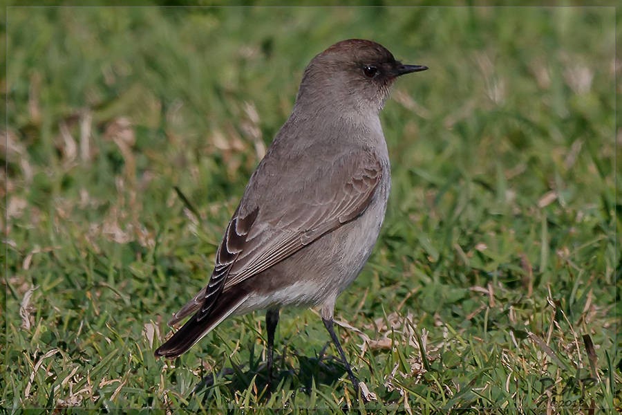 Dark-faced Ground-Tyrant - ML113473781