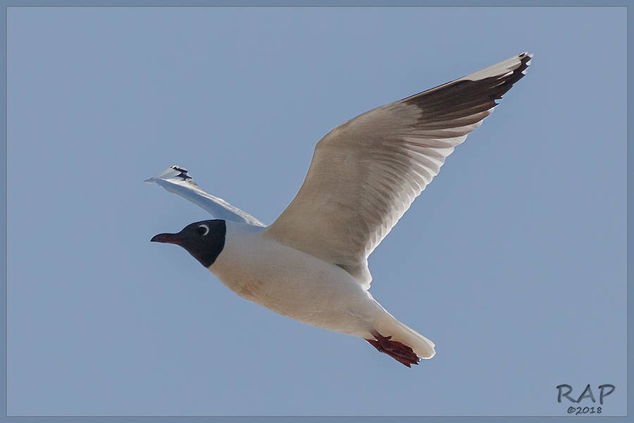 Brown-hooded Gull - ML113477111
