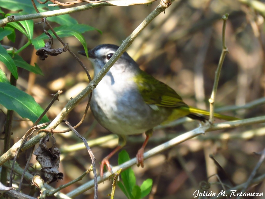 White-browed Warbler - Julián Retamoza