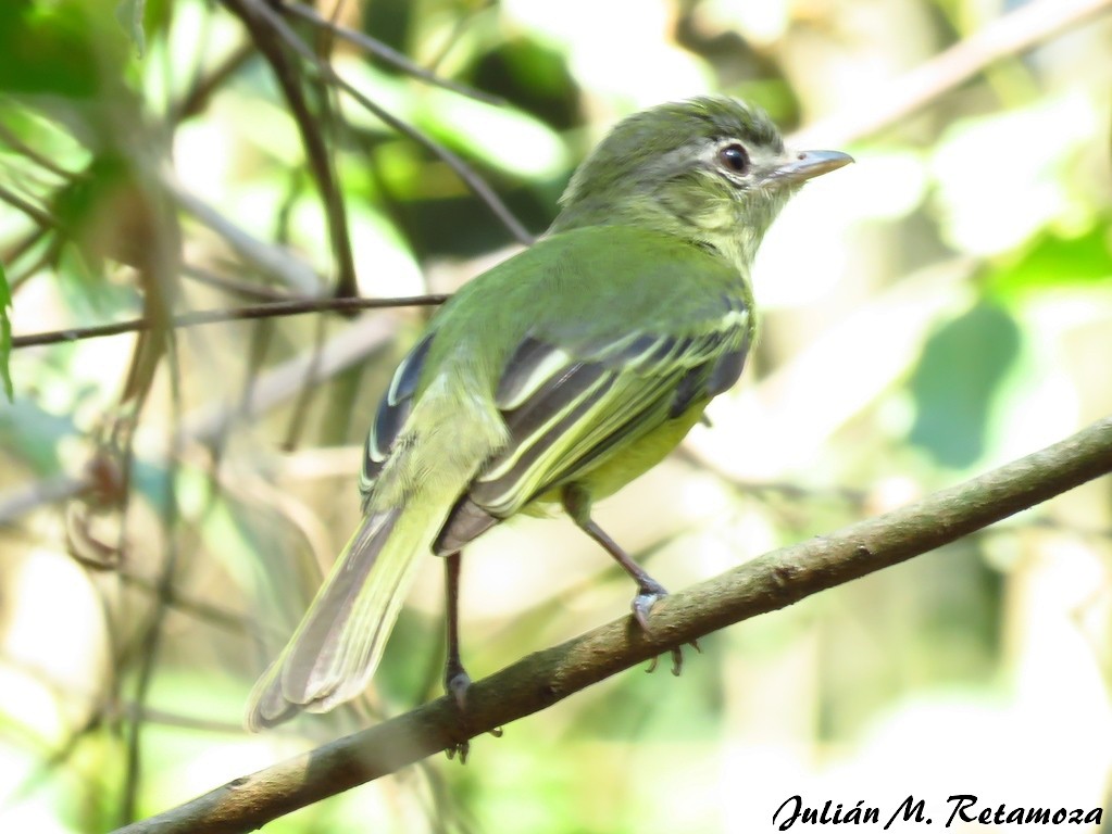 Yellow-olive Flatbill - ML113478281