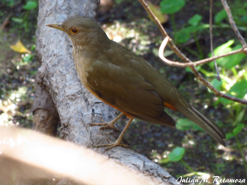 Rufous-bellied Thrush - ML113478451