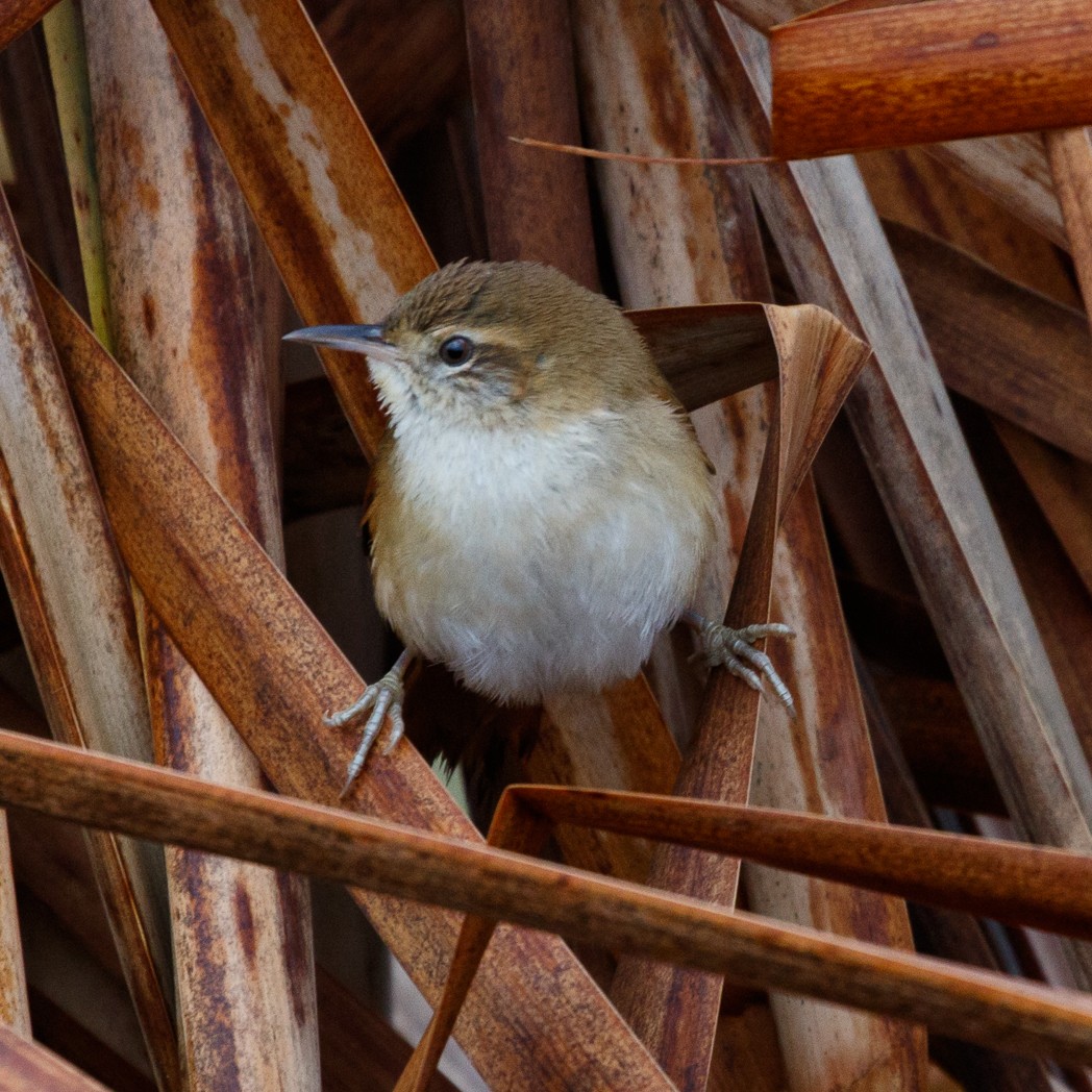 Sulphur-bearded Reedhaunter - ML113478581