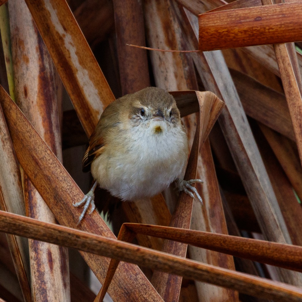 Sulphur-bearded Reedhaunter - ML113478591